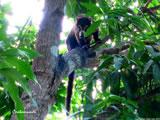 Coati in Tree